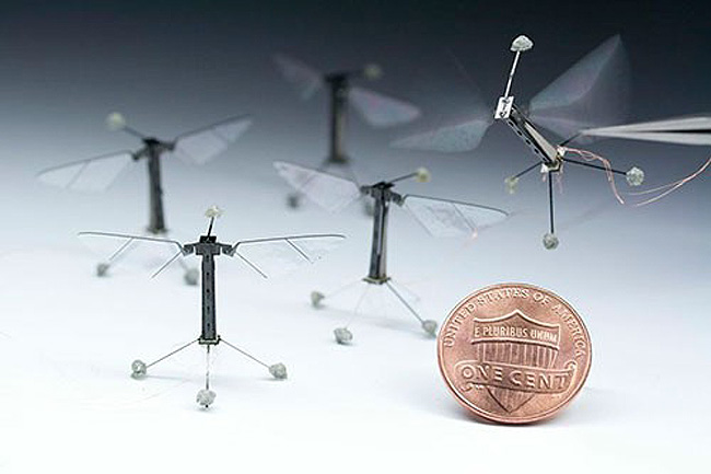 The RoboBee is designed to evolve into an insect-size fully autonomous robot but at the current phase it is tethered to a power and processing sources. Photo SEAS, Photo courtesy of Kevin Ma and Pakpong Chirarattananon.