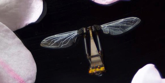 An early prototype of the RoboBee built by Robert J. Wood's team at Harvard. Photo: SEAS