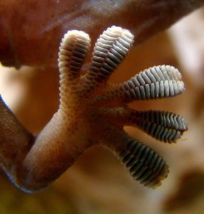 The gecko foot has  millions of flexible stalks adhere instantly and reversibly to surfaces, yet can reliably hold 15-30 pounds per square inch — meaning a gecko can hang by one foot while reaching for a far-off twig or nabbing some dinner.